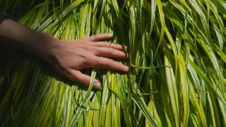 La FAO presenta 4 consejos para el uso sostenible de plantas silvestres 5 La FAO presenta 4 consejos para el uso sostenible de plantas silvestres