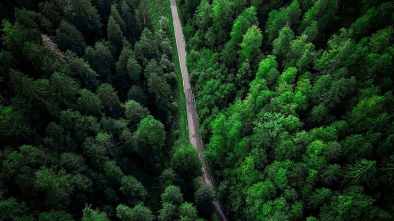 La ONU reclama US$32 000 millones anuales para proteger los bosques