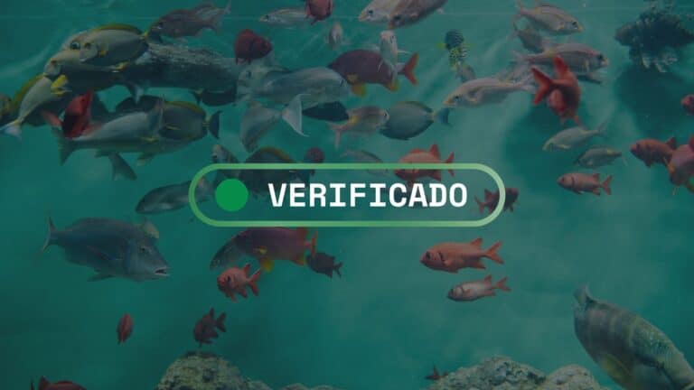 Fact-check: Qué sabemos sobre la pérdida de oxígeno en los océanos y su impacto en la fauna marina 4 Fact-check: Qué sabemos sobre la pérdida de oxígeno en los océanos y su impacto en la fauna marina