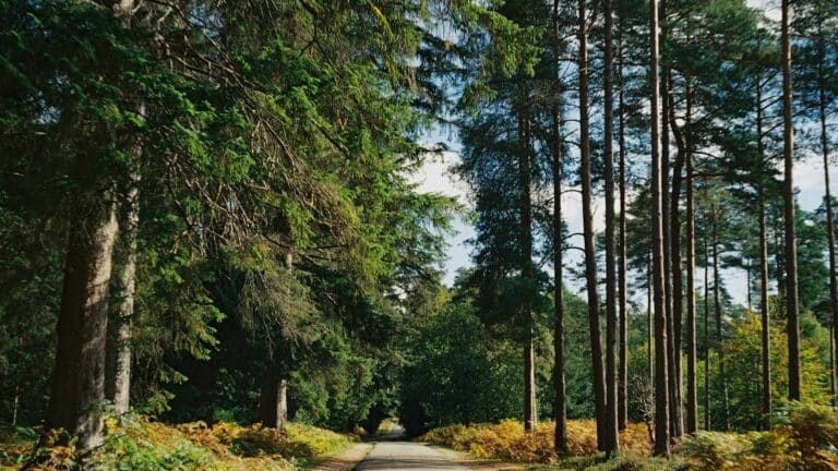 El WRI subraya que la conservación de bosques, turberas y humedales resulta esencial para la estabilidad climática y el bienestar humano 3 El WRI subraya que la conservación de bosques, turberas y humedales resulta esencial para la estabilidad climática y el bienestar humano