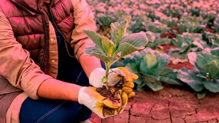 Brócoli cultivado bajo paneles solares semitransparentes «rosados» alcanzó un rendimiento similar al de un cultivo tradicional, aunque necesitó más días para madurar 3 Brócoli cultivado bajo paneles solares semitransparentes «rosados» alcanzó un rendimiento similar al de un cultivo tradicional, aunque necesitó más días para madurar