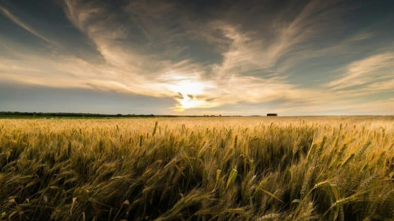 Las temperaturas extremas representan una de las amenazas más graves para la producción agrícola global según la UNDRR