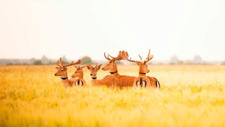 Científicos agregan un sensor de US$100 a collares GPS de venados, alces y pumas para medir la exposición de la fauna al humo de incendios 2 Científicos agregan un sensor de US$100 a collares GPS de venados, alces y pumas para medir la exposición de la fauna al humo de incendios