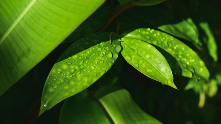 Científicos analizaron ecosistemas de todo el mundo y descubrieron que los vientos fuertes reducen la eficiencia con la que la vegetación utiliza el agua 2 Científicos analizaron ecosistemas de todo el mundo y descubrieron que los vientos fuertes reducen la eficiencia con la que la vegetación utiliza el agua