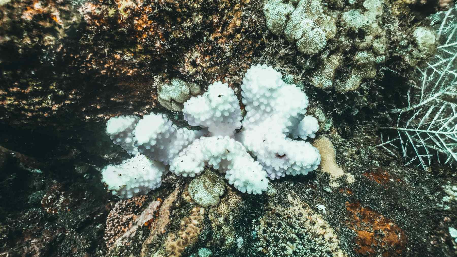 Corales blanqueados recuperaron completamente su color en siete semanas después de estar en contacto con corales sanos del mismo origen genético