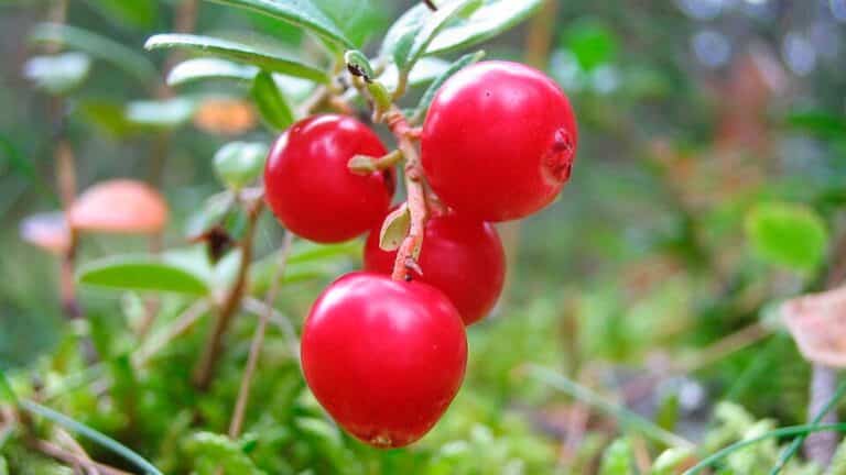 Dos cultivos de arándanos rojos de Massachusetts que llevaban años improductivos volvieron a producir bajo paneles solares y ahora generan electricidad e ingresos por alquiler además de alimentos 2 Dos cultivos de arándanos rojos de Massachusetts que llevaban años improductivos volvieron a producir bajo paneles solares y ahora generan electricidad e ingresos por alquiler además de alimentos