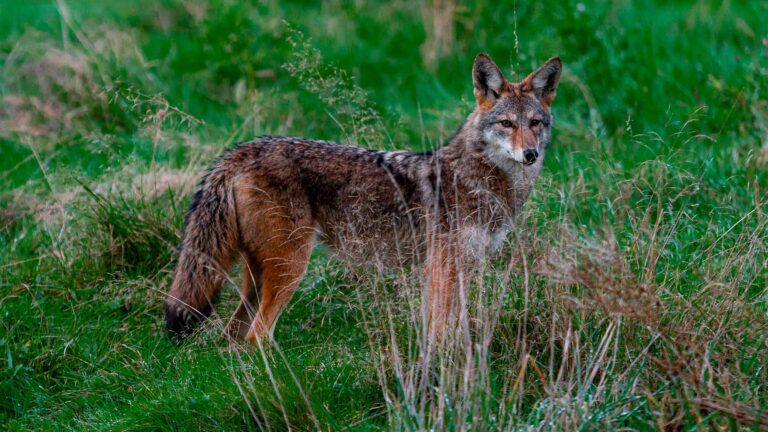 El primer coyote documentado en Alcatraz nadó una distancia mayor de la esperada y desapareció antes de que los biólogos pudieran reubicarlo 3 El primer coyote documentado en Alcatraz nadó una distancia mayor de la esperada y desapareció antes de que los biólogos pudieran reubicarlo