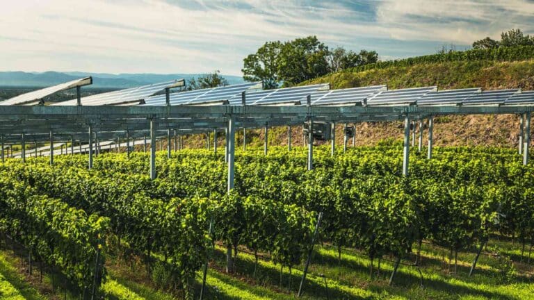 Instalaron 288 paneles solares sobre una viña de Portugal para proteger las uvas del calor y ahora producen vino y electricidad en la misma tierra 2 Instalaron 288 paneles solares sobre una viña de Portugal para proteger las uvas del calor y ahora producen vino y electricidad en la misma tierra