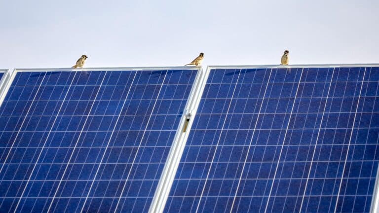 Científicos estudiaron 107 sitios de Nueva York y encontraron menos especies de aves en parques solares convencionales y terrenos agrícolas vecinos 9 Científicos estudiaron 107 sitios de Nueva York y encontraron menos especies de aves en parques solares convencionales y terrenos agrícolas vecinos