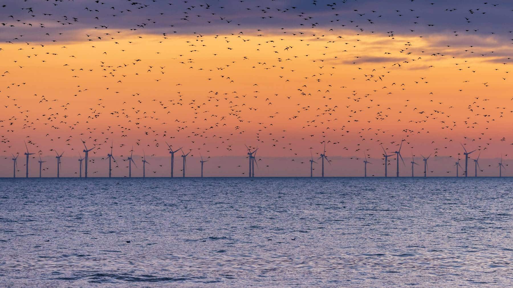Europa planea llenar el mar del Norte de nuevos aerogeneradores mientras cámaras térmicas revelan cómo las aves interactúan con las turbinas