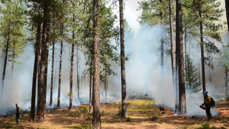 La FAO destaca que la gestión eficaz de los incendios forestales requiere una gobernanza sólida y un enfoque integral de evaluación de riesgos
