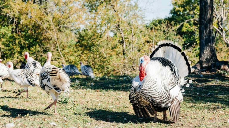 Investigadores equiparon pavos silvestres de Oklahoma con GPS para descubrir por qué disminuyen sus poblaciones y mejorar su manejo 2 Investigadores equiparon pavos silvestres de Oklahoma con GPS para descubrir por qué disminuyen sus poblaciones y mejorar su manejo