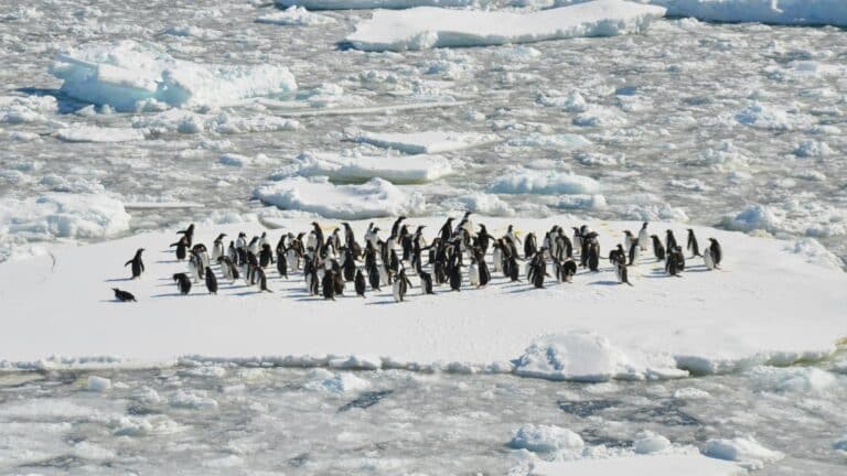 Investigadores hallaron miles de pingüinos de Adelia y otras aves muertas en la Antártida y sospecharon de la gripe aviar, pero se equivocaron 2 Investigadores hallaron miles de pingüinos de Adelia y otras aves muertas en la Antártida y sospecharon de la gripe aviar, pero se equivocaron