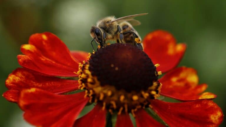 Investigadores observaron 300 disputas por flores y descubrieron que las abejas melíferas desplazan y persiguen a otros polinizadores para acceder al alimento