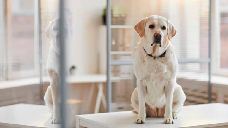 Investigadores realizaron pruebas con 70 perros y descubrieron que son capaces, al igual que los humanos, de asociar sonidos con formas