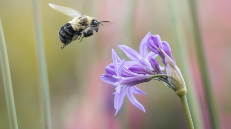 La contaminación del aire altera el olor de las flores y puede reducir hasta 68 % el rendimiento de los polinizadores al buscar alimento