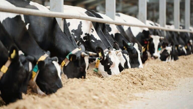 La granja lechera familiar más antigua de Virginia convierte residuos alimentarios y estiércol de vacas en gas renovable para instalaciones farmacéuticas 2 La granja lechera familiar más antigua de Virginia convierte residuos alimentarios y estiércol de vacas en gas renovable para instalaciones farmacéuticas