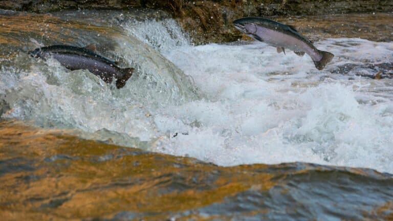 Más de 21 000 salmones chinook regresaron a zonas reabiertas del río Klamath en solo dos migraciones tras la eliminación de cuatro presas 2 Más de 21 000 salmones chinook regresaron a zonas reabiertas del río Klamath en solo dos migraciones tras la eliminación de cuatro presas