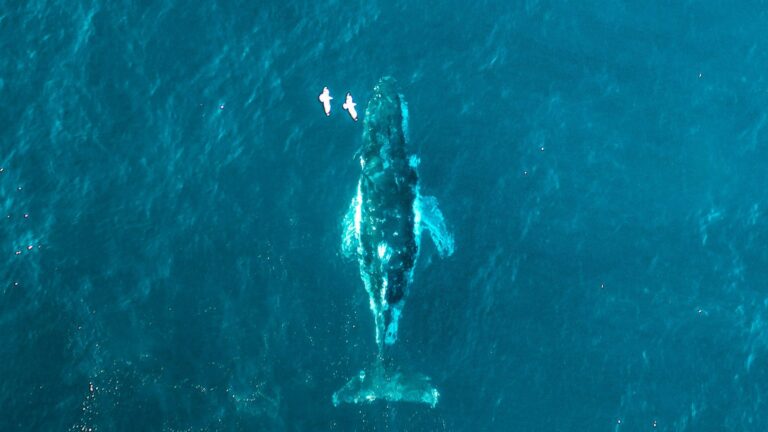 NOAA está fotografiando ballenas francas del Atlántico Norte desde el espacio con GAIA para ampliar su vigilancia y ayudar a protegerlas