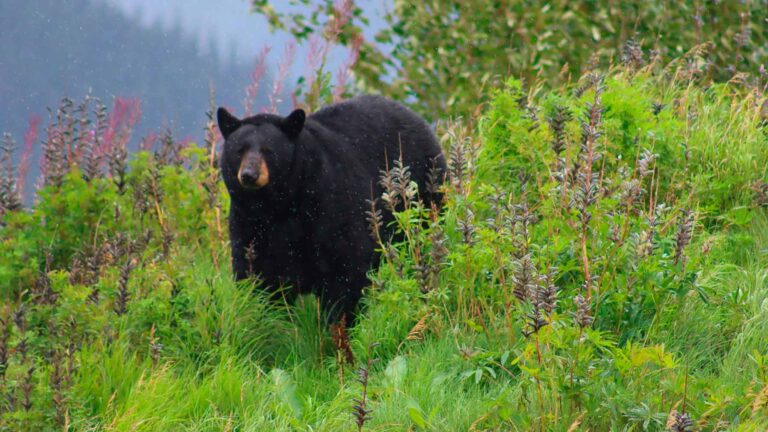 Osos negros en Colorado en otoño: por qué buscan tanta comida y cómo evitar atraerlos a casa 12 Osos negros en Colorado en otoño: por qué buscan tanta comida y cómo evitar atraerlos a casa