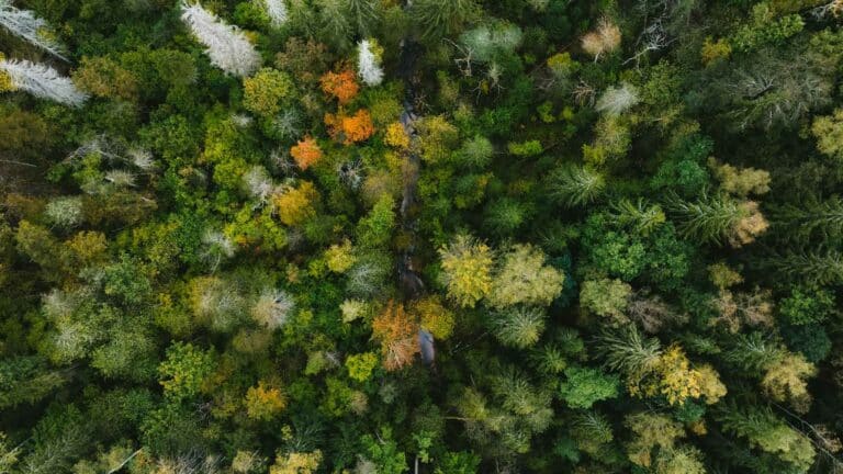 El Banco Mundial sostiene que la preservación del capital natural constituye la base fundamental de la economía global y del crecimiento económico sostenible 2 El Banco Mundial sostiene que la preservación del capital natural constituye la base fundamental de la economía global y del crecimiento económico sostenible