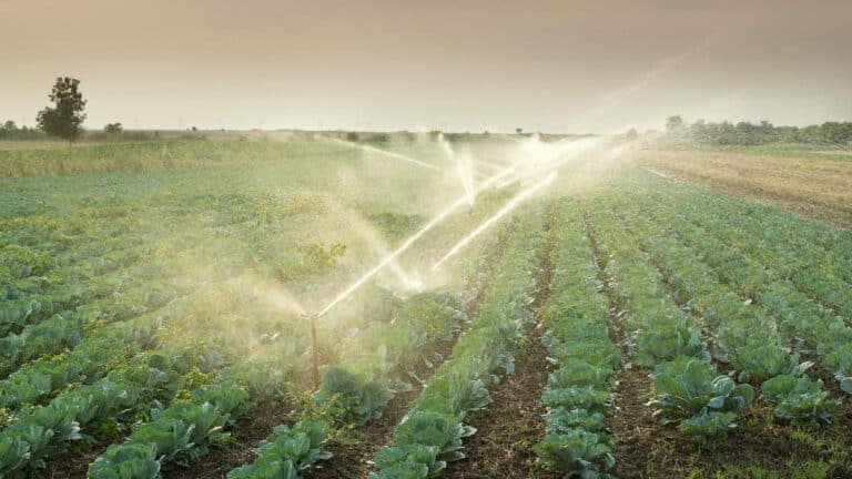 La aplicación de tecnologías de inteligencia artificial en el riego agrícola y el control de sequías e inundaciones refuerza la resiliencia hídrica según el Banco Mundial 2 La aplicación de tecnologías de inteligencia artificial en el riego agrícola y el control de sequías e inundaciones refuerza la resiliencia hídrica según el Banco Mundial