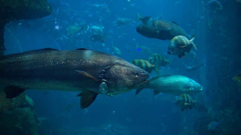 Salmones Chinook en California: por qué octubre marca el comienzo del desove de la fall run 3 Salmones Chinook en California: por qué octubre marca el comienzo del desove de la fall run