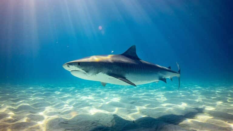 Tiburones protegidos de Delaware terminan legalmente en acuarios extranjeros mientras los científicos ni siquiera saben cuántos quedan 2 Tiburones protegidos de Delaware terminan legalmente en acuarios extranjeros mientras los científicos ni siquiera saben cuántos quedan