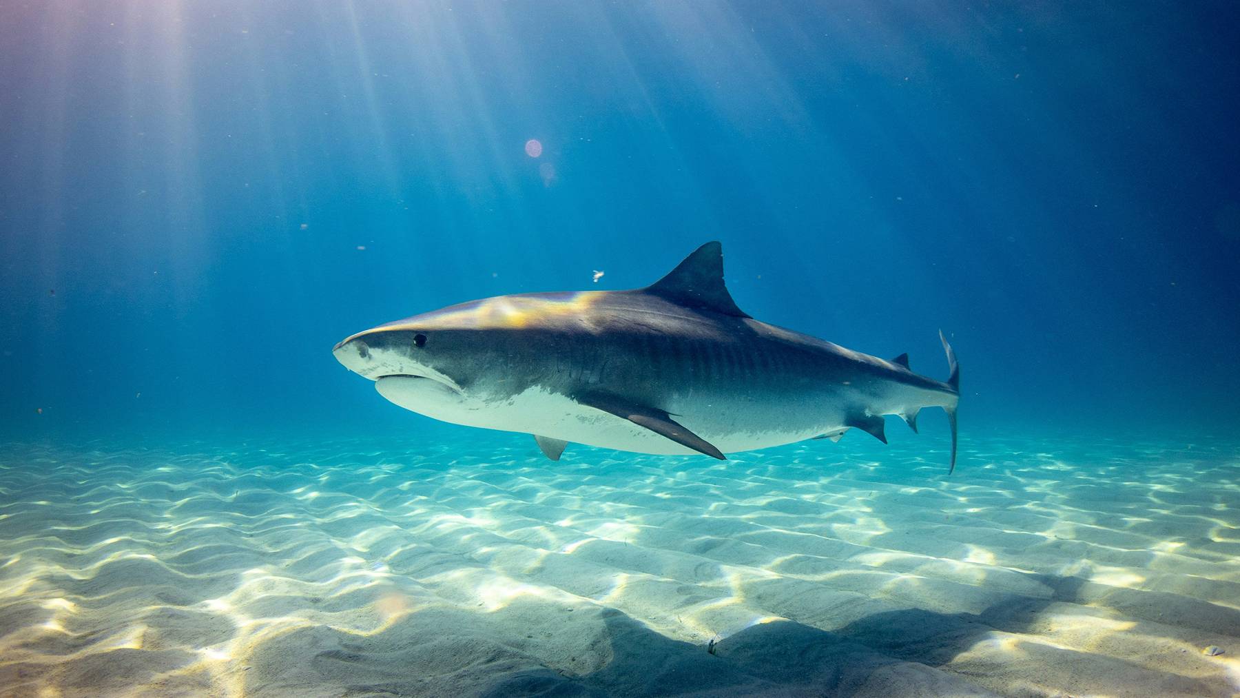 Tiburones protegidos de Delaware terminan legalmente en acuarios extranjeros mientras los científicos ni siquiera saben cuántos quedan