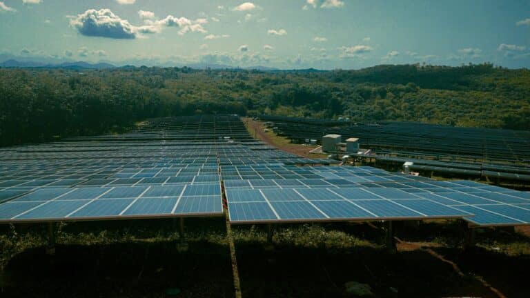 Una granja solar de Wisconsin prueba qué forrajes crecen mejor bajo los paneles y cuáles pueden servir de alimento para las ovejas 2 Una granja solar de Wisconsin prueba qué forrajes crecen mejor bajo los paneles y cuáles pueden servir de alimento para las ovejas