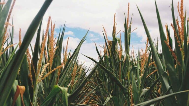 El Departamento de Agricultura de Arkansas recolectará pesticidas agrícolas en desuso durante todo octubre 8 El Departamento de Agricultura de Arkansas recolectará pesticidas agrícolas en desuso durante todo octubre