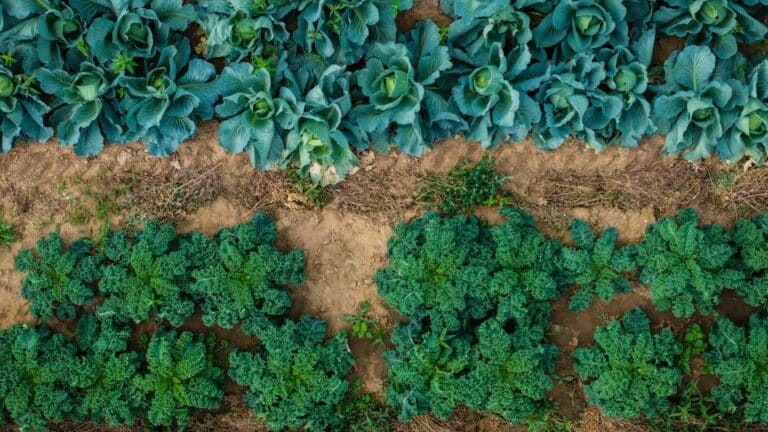 La FAO convierte datos climáticos en alertas para proteger cultivos y medios de vida 2 La FAO convierte datos climáticos en alertas para proteger cultivos y medios de vida