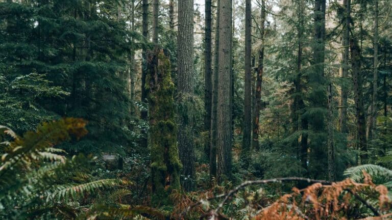 La FAO estima pérdidas de más de US$678 mil millones si el planeta no avanza con la reforestación