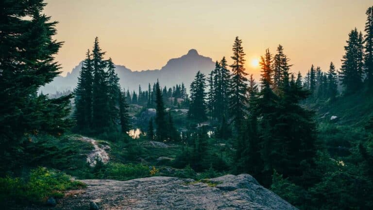 Los últimos bosques intactos del mundo están bajo amenaza por los incendios y la actividad humana 6 Los últimos bosques intactos del mundo están bajo amenaza por los incendios y la actividad humana