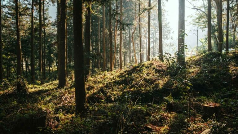 El WRI señala que las acciones globales para la conservación de bosques y tierras avanzan hacia la dirección equivocada 2 El WRI señala que las acciones globales para la conservación de bosques y tierras avanzan hacia la dirección equivocada