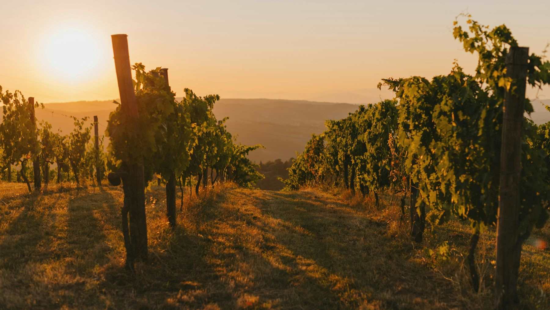 Instalaron 288 paneles solares sobre una viña de Portugal para proteger las uvas del calor y ahora producen vino y electricidad en la misma tierra 2 calor