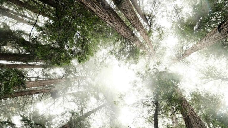 El Consejo de la Unión Europea publica sus cifras de financiamiento climático de cara a la COP31 6 El Consejo de la Unión Europea publica sus cifras de financiamiento climático de cara a la COP31
