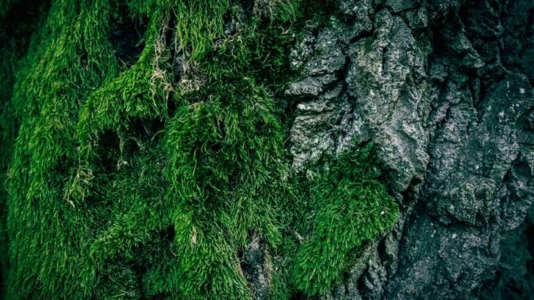 La Corte IDH reivindica el derecho a un clima sano en el Día Internacional contra el Cambio Climático 2 La Corte IDH reivindica el derecho a un clima sano en el Día Internacional contra el Cambio Climático