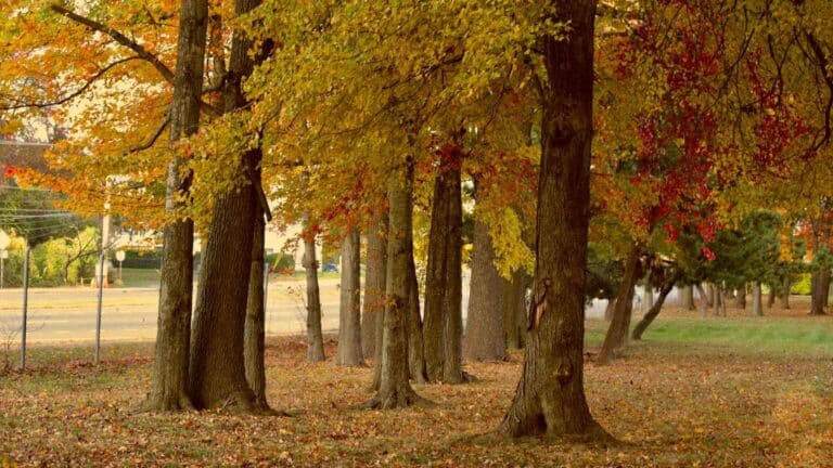 Los parques estatales de Delaware cumplen 75 años y completan su meta de 75 000 árboles 2 Los parques estatales de Delaware cumplen 75 años y completan su meta de 75 000 árboles
