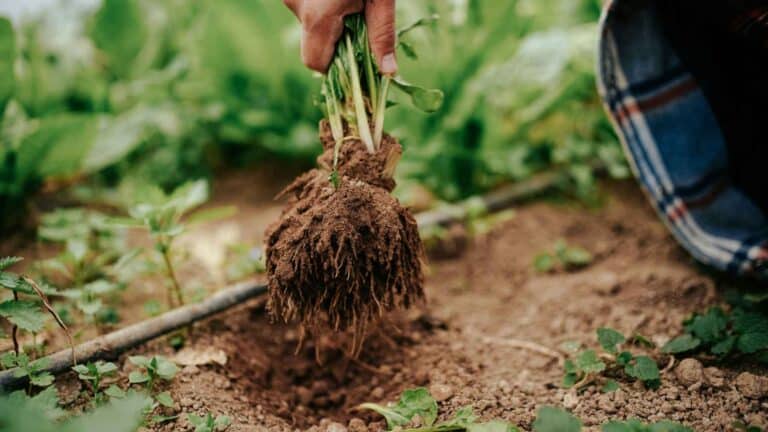 La administración de Donald Trump celebra la histórica inversión US$1,3 mil millones para la producción nacional de fertilizantes