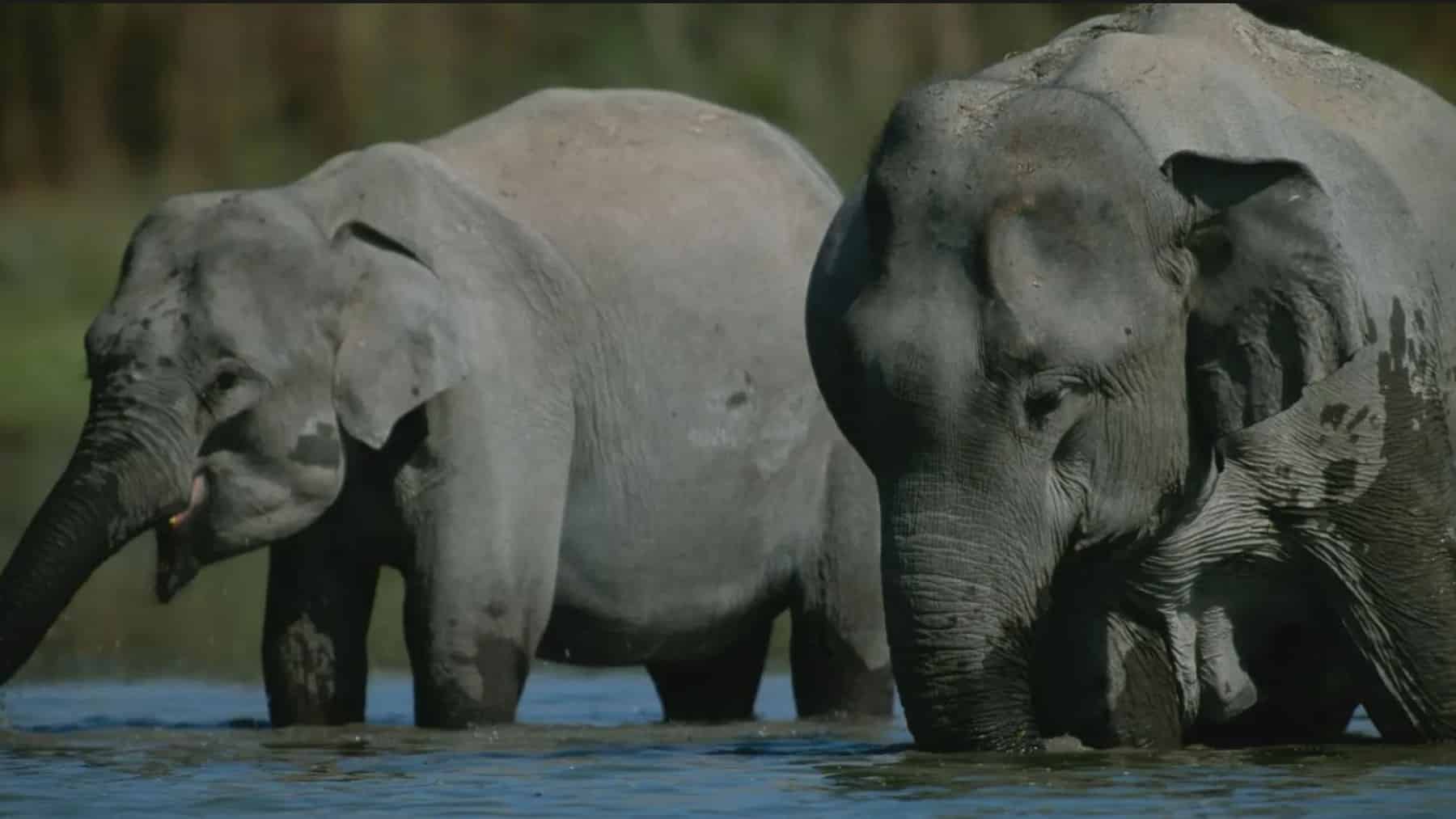 Los elefantes siguen transformando la sabana durante años después de morir, sus cadáveres crean zonas con muchos nutrientes pero menor biodiversidad 2 elefantes