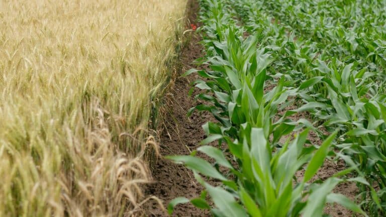 El USDA ofrece asistencia financiera y recursos para proteger a los productores agrícolas ante los huracanes 2 El USDA ofrece asistencia financiera y recursos para proteger a los productores agrícolas ante los huracanes