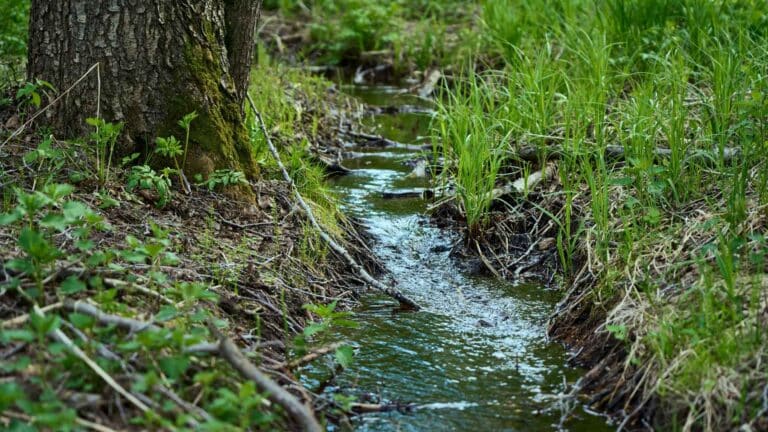 La UICN lanza la primera estrategia global dirigida al control y erradicación de especies exóticas invasoras 2 La UICN lanza la primera estrategia global dirigida al control y erradicación de especies exóticas invasoras