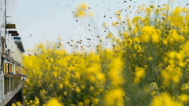 La FAO propone el uso de moscas como una solución práctica para la alimentación y la agricultura 3 La FAO propone el uso de moscas como una solución práctica para la alimentación y la agricultura