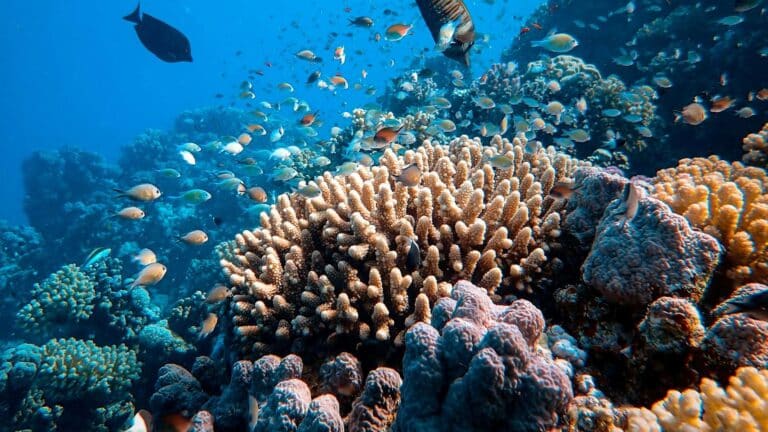 La UICN advierte que el 96 % de los ecosistemas de arrecifes de coral podría colapsar para 2075 2 La UICN advierte que el 96 % de los ecosistemas de arrecifes de coral podría colapsar para 2075