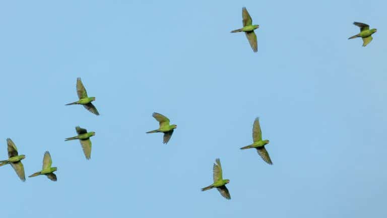 Investigadores revelan cómo las aves transportan nutrientes esenciales que sostienen océanos, bosques y arrecifes de coral