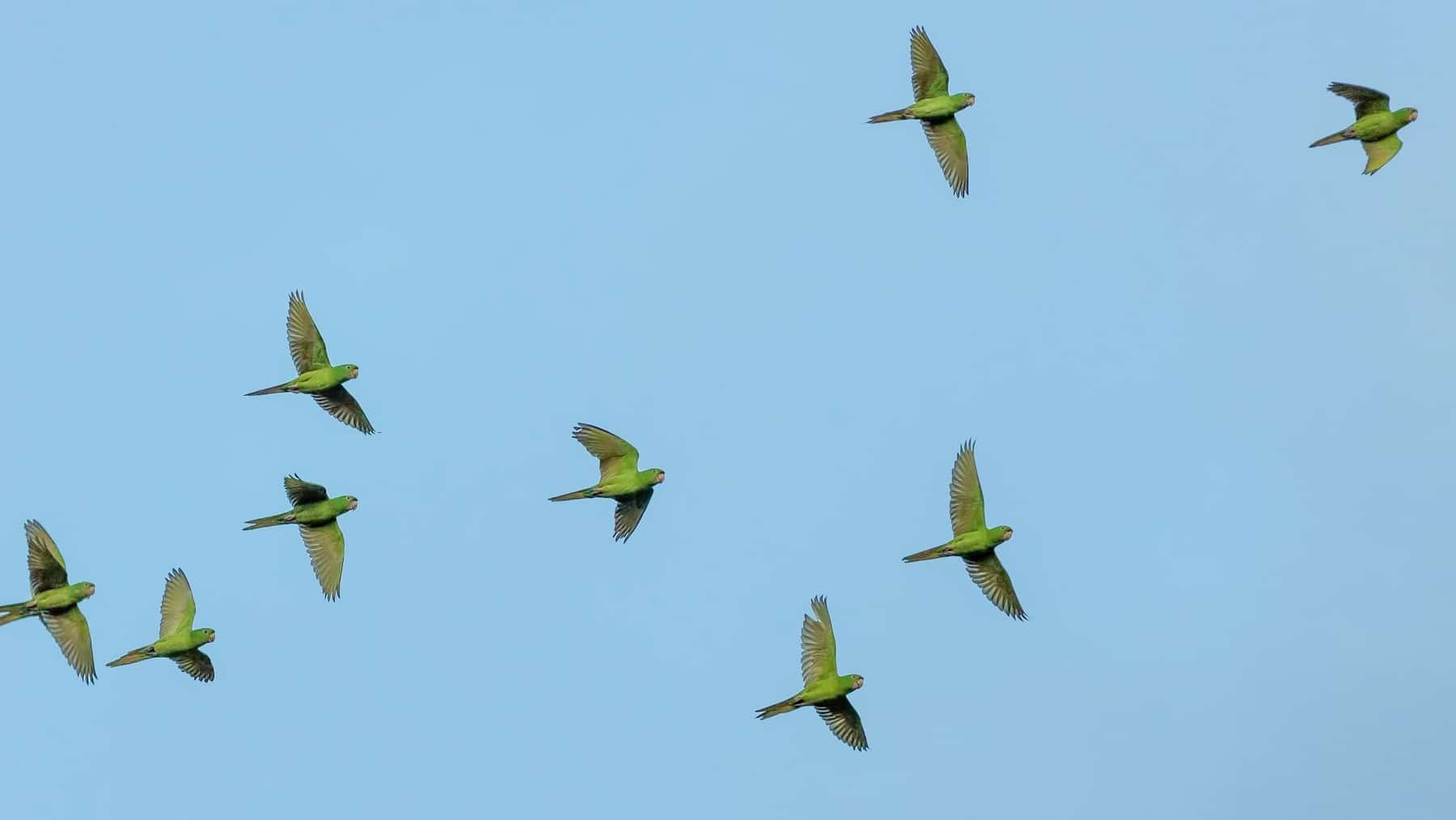 Investigadores revelan cómo las aves transportan nutrientes esenciales que sostienen océanos, bosques y arrecifes de coral
