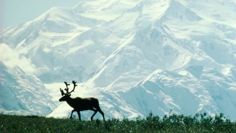 El CAP se suma al reclamo por la protección de tierras en Alaska 3 El CAP se suma al reclamo por la protección de tierras en Alaska