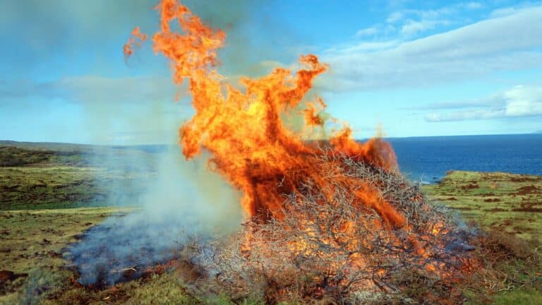 Investigadores alertan que la Amazonía pierde su capacidad de absorber carbono y agrava el calentamiento global 21 Investigadores alertan que la Amazonía pierde su capacidad de absorber carbono y agrava el calentamiento global