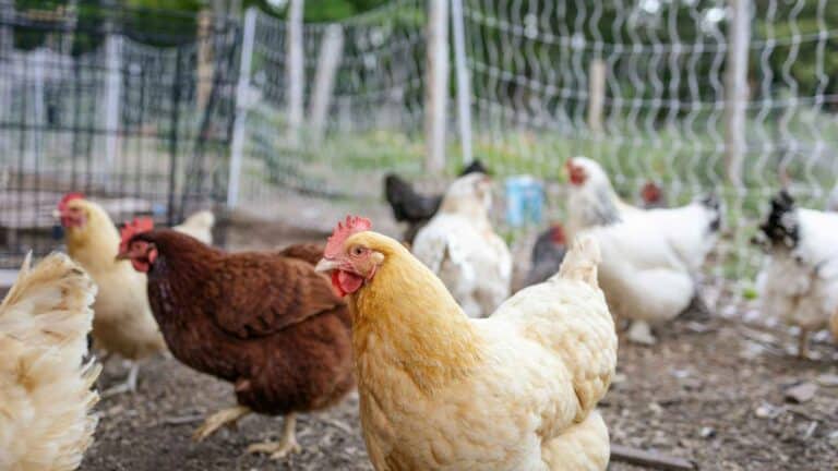 La FAO advierte sobre el impacto del actual brote de gripe aviar en la seguridad alimentaria, la economía y la salud 2 La FAO advierte sobre el impacto del actual brote de gripe aviar en la seguridad alimentaria, la economía y la salud